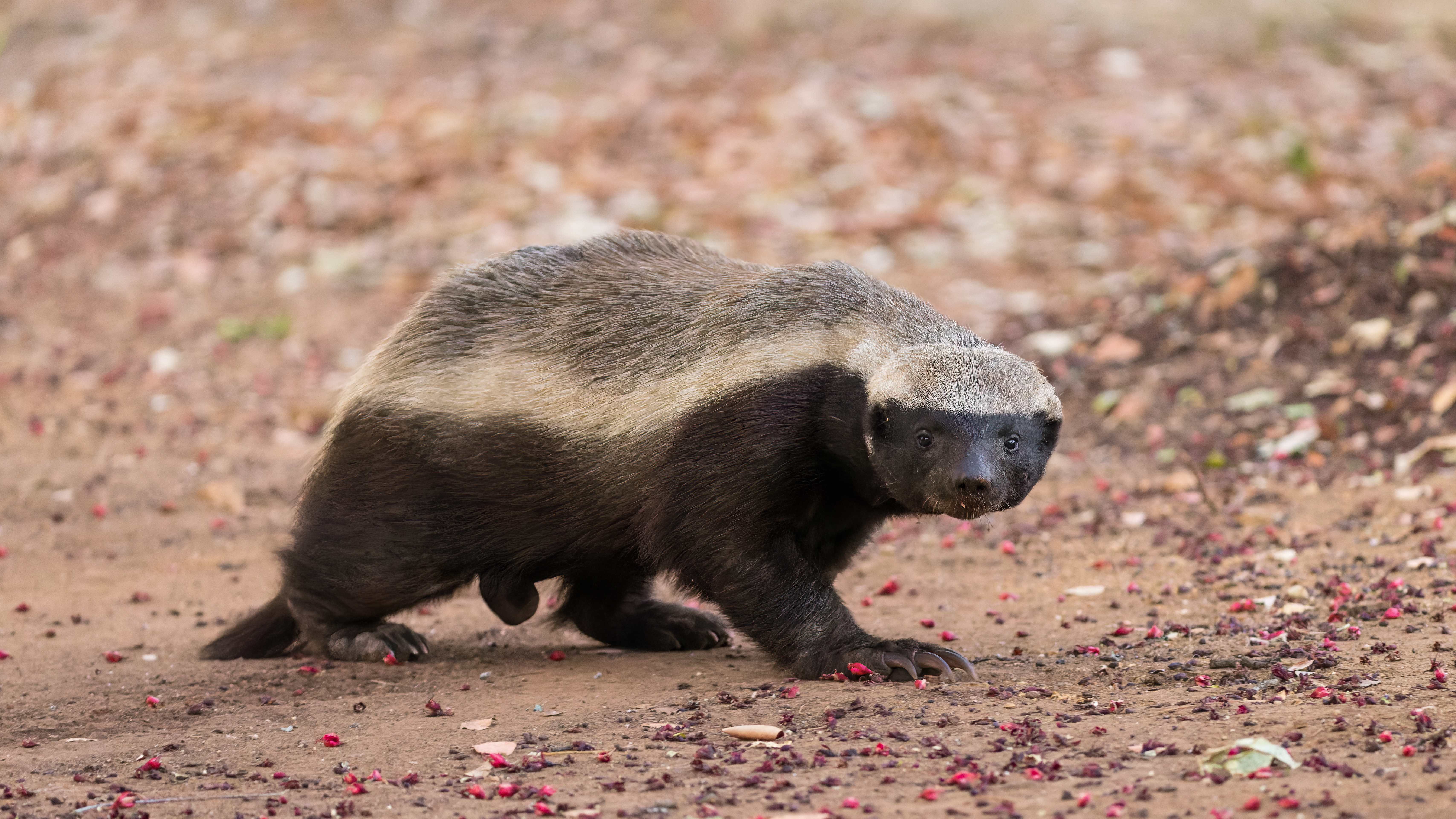 Honey Badger rank